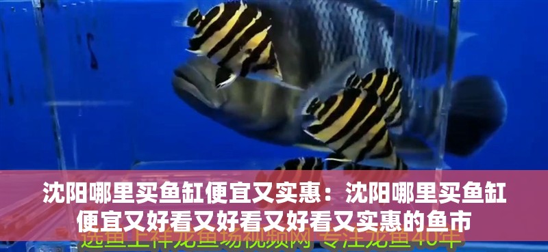 沈陽哪里買魚缸便宜又實(shí)惠：沈陽哪里買魚缸便宜又好看又好看又好看又實(shí)惠的魚市