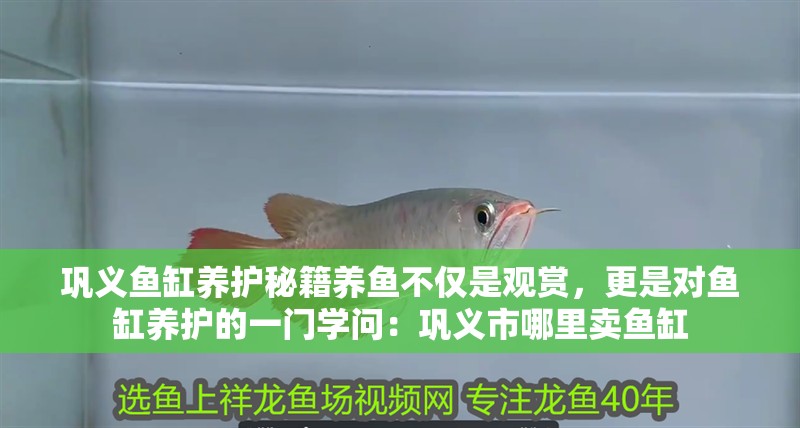 鞏義魚缸養護秘籍養魚不僅是觀賞，更是對魚缸養護的一門學問：鞏義市哪里賣魚缸