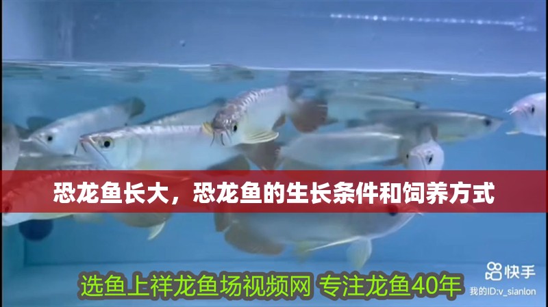 恐龍魚長大，恐龍魚的生長條件和飼養方式 恐龍魚長大，恐龍魚的生長條件和飼養方式 龍魚百科