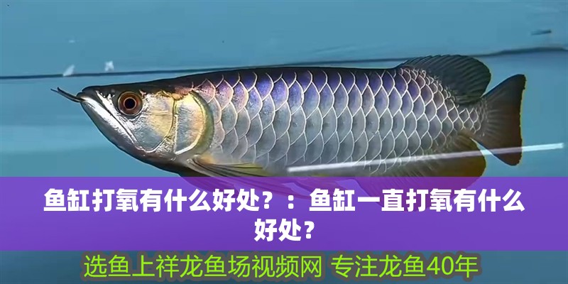 魚缸打氧有什么好處？：魚缸一直打氧有什么好處？ 魚缸打氧有什么好處？：魚缸一直打氧有什么好處？ 魚缸百科