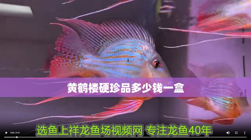 魚缸造景先放沙還是先放水(魚缸造景先鋪沙還是先放石頭) 黃鶴樓硬珍品多少錢一盒 龍魚論壇 黃鶴樓硬珍品多少錢一盒 黃鶴樓硬珍品多少錢一盒 龍魚論壇