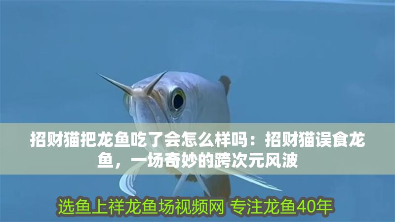 招財貓把龍魚吃了會怎么樣嗎：招財貓誤食龍魚，一場奇妙的跨次元風波