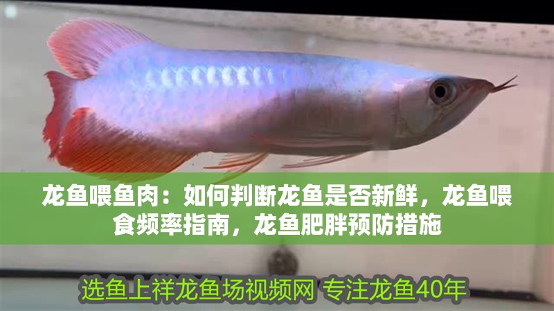 龍魚喂魚肉：如何判斷龍魚是否新鮮，龍魚喂食頻率指南，龍魚肥胖預(yù)防措施