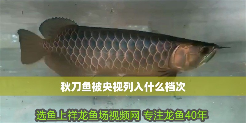 秋刀魚被央視列入什么檔次