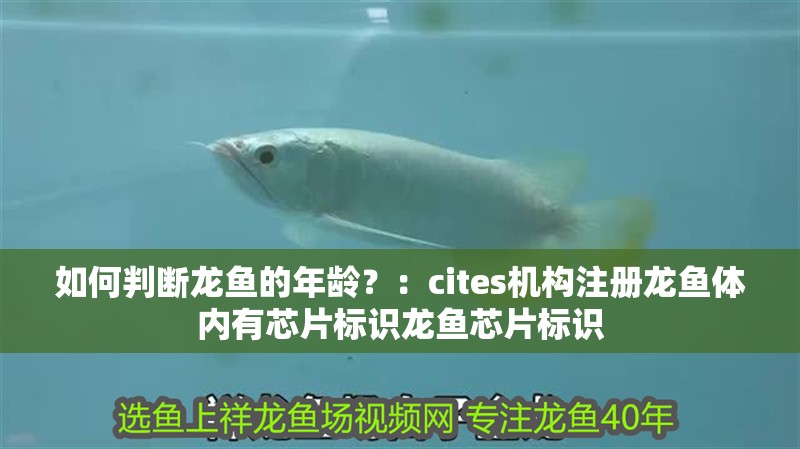 如何判斷龍魚的年齡？：cites機構(gòu)注冊龍魚體內(nèi)有芯片標識龍魚芯片標識