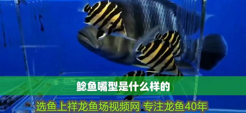 鯰魚嘴型是什么樣的