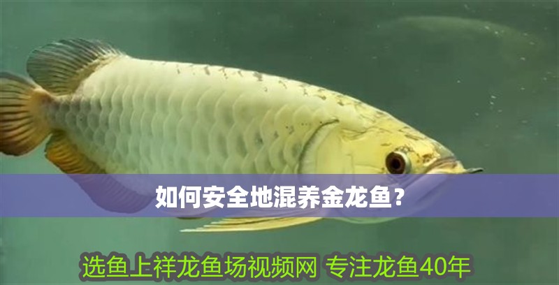 紅龍魚用黃燈烤有用嗎 如何安全地混養(yǎng)金龍魚? 龍魚論壇 如何安全地混養(yǎng)金龍魚? 如何安全地混養(yǎng)金龍魚? 龍魚論壇