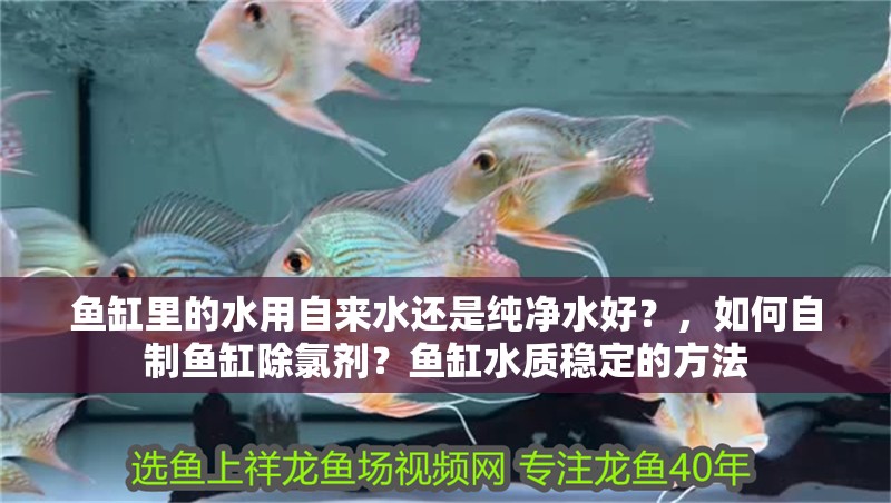 魚缸用增氧泵價格是多少:魚缸增氧機-xtrac增氧機-xtrac增氧機 魚缸里的水用自來水還是純凈水好?,如何自制魚缸除氯劑?魚缸水質穩定的方法 龍魚百科 魚缸里的水用自來水還是純凈水好?,如何自制魚缸除氯劑?魚缸水質穩定的方法 魚缸里的水用自來水還是純凈水好?,如何自制魚缸除氯劑?魚缸水質穩定的方法 龍魚百科