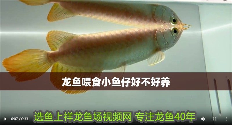 龍魚喂食小魚仔好不好養