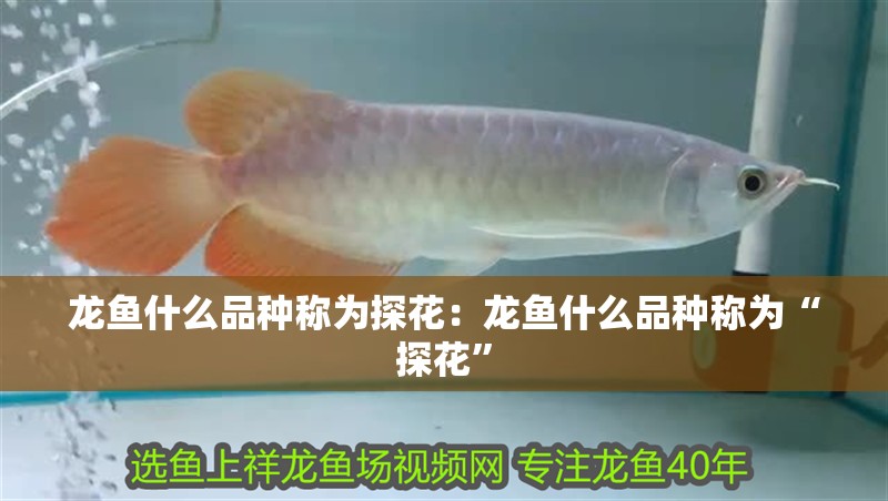 龍魚什么品種稱為探花：龍魚什么品種稱為“探花” 龍魚什么品種稱為探花：龍魚什么品種稱為“探花” 龍魚百科
