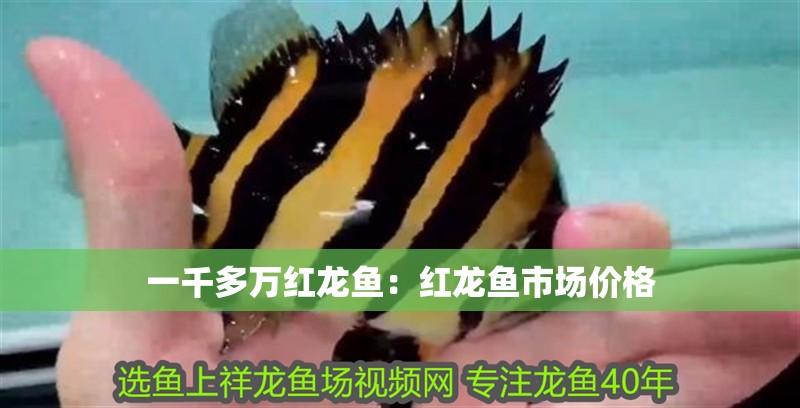 一千多萬紅龍魚：紅龍魚市場價格