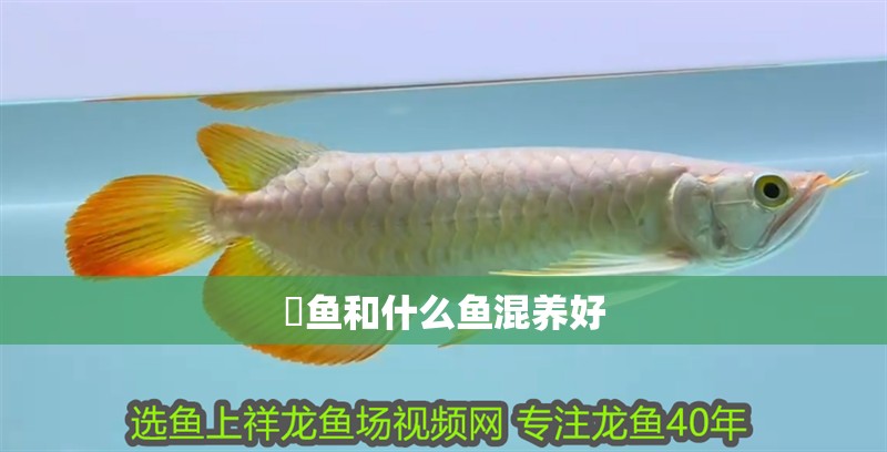 魟魚和什么魚混養好