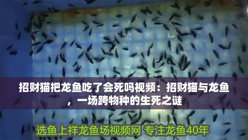 招財貓把龍魚吃了會死嗎視頻：招財貓與龍魚，一場跨物種的生死之謎