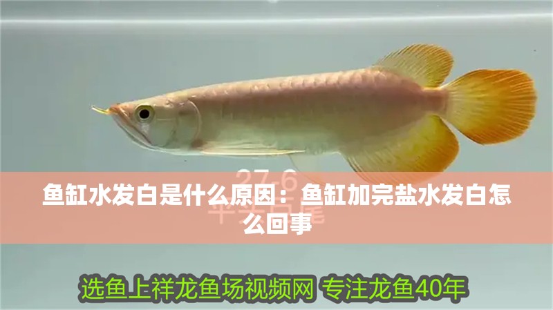 魚缸水發白是什么原因：魚缸加完鹽水發白怎么回事