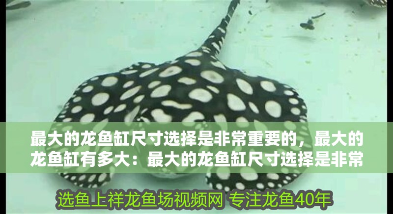 最大的龍魚缸尺寸選擇是非常重要的，最大的龍魚缸有多大：最大的龍魚缸尺寸選擇是非常重要的