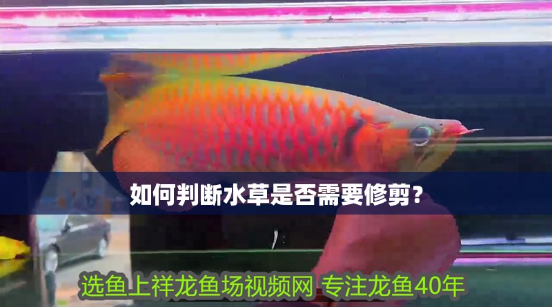 如何判斷水草是否需要修剪？ 如何判斷水草是否需要修剪？ 龍魚百科