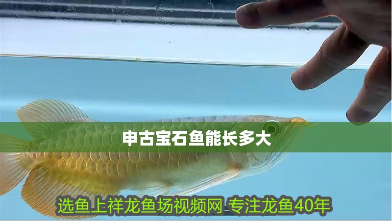 申古寶石魚能長多大 申古寶石魚能長多大 龍魚論壇