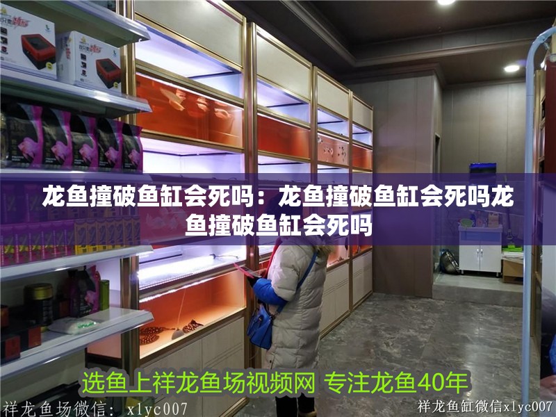 龍魚撞破魚缸會死嗎：龍魚撞破魚缸會死嗎龍魚撞破魚缸會死嗎