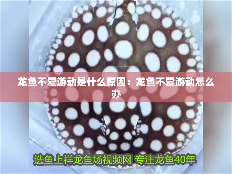 龍魚不愛游動(dòng)是什么原因：龍魚不愛游動(dòng)怎么辦