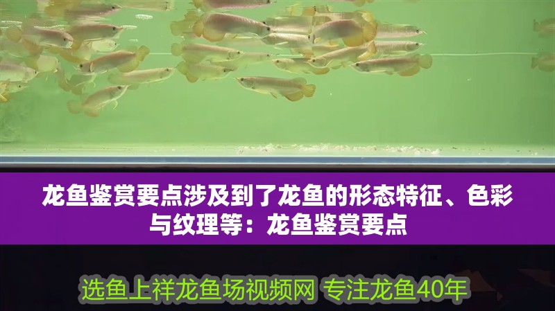 龍魚鑒賞要點涉及到了龍魚的形態特征、色彩與紋理等：龍魚鑒賞要點