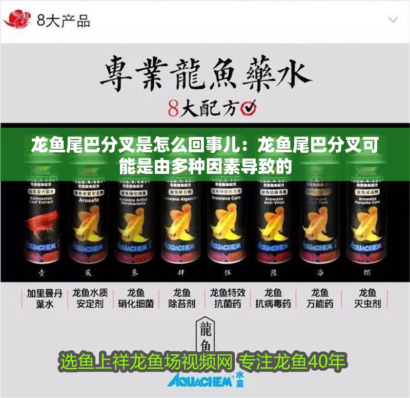龍魚尾巴分叉是怎么回事兒：龍魚尾巴分叉可能是由多種因素導致的