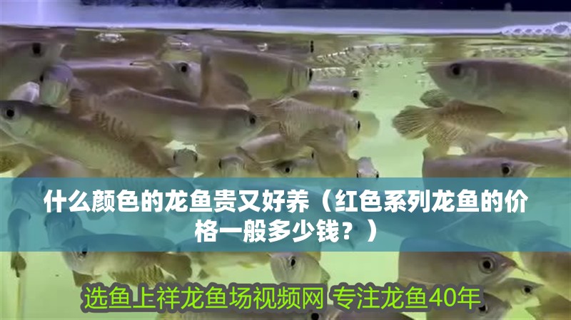 什么顏色的龍魚(yú)貴又好養(yǎng)（紅色系列龍魚(yú)的價(jià)格一般多少錢(qián)？）