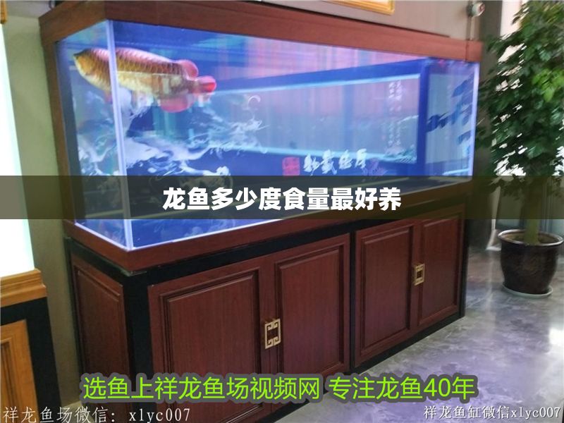 龍魚多少度食量最好養(yǎng) 龍魚多少度食量最好養(yǎng) 龍魚百科 第2張