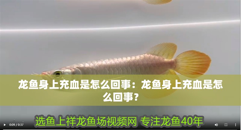 龍魚身上充血是怎么回事：龍魚身上充血是怎么回事？