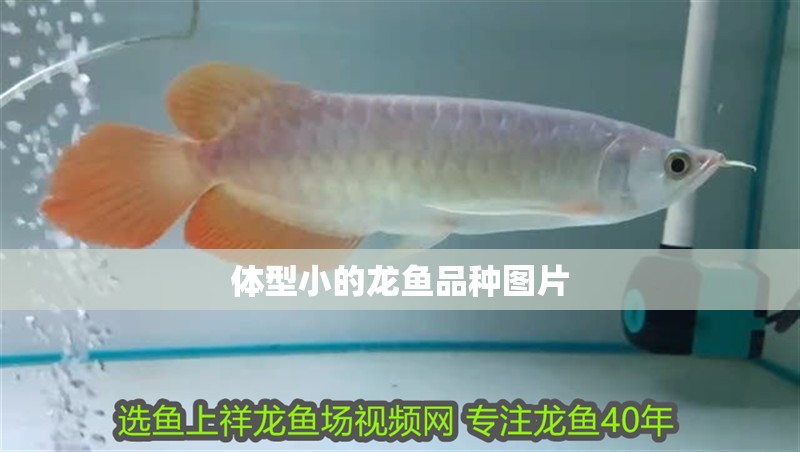 體型小的龍魚品種圖片