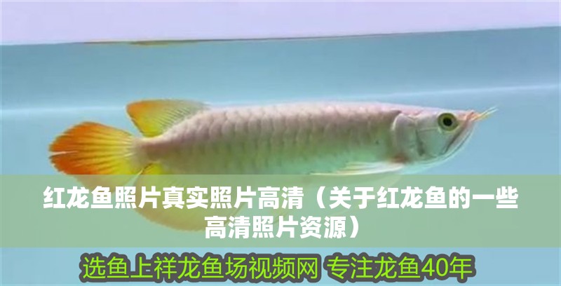 紅龍魚照片真實照片高清（關于紅龍魚的一些高清照片資源）