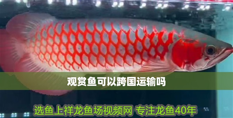 魚缸過濾器選購指南:自制魚缸過濾器魚缸上置過濾器對(duì)于養(yǎng)魚愛好者的必備知識(shí) 觀賞魚可以跨國運(yùn)輸嗎 龍魚論壇 觀賞魚可以跨國運(yùn)輸嗎 觀賞魚可以跨國運(yùn)輸嗎 龍魚論壇