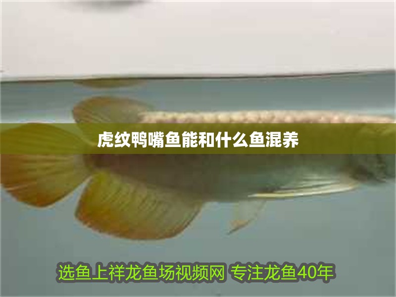 虎紋鴨嘴魚能和什么魚混養(yǎng) 虎紋鴨嘴魚能和什么魚混養(yǎng) 龍魚論壇