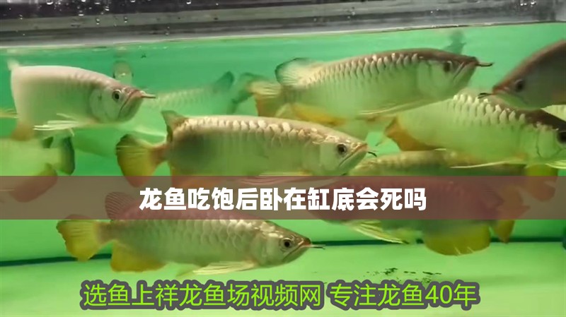 龍魚吃飽后臥在缸底會死嗎