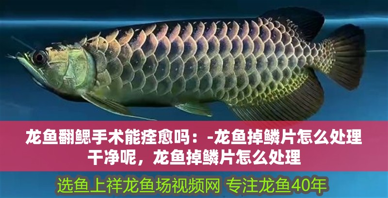 龍魚翻鰓手術能痊愈嗎：-龍魚掉鱗片怎么處理干凈呢，龍魚掉鱗片怎么處理