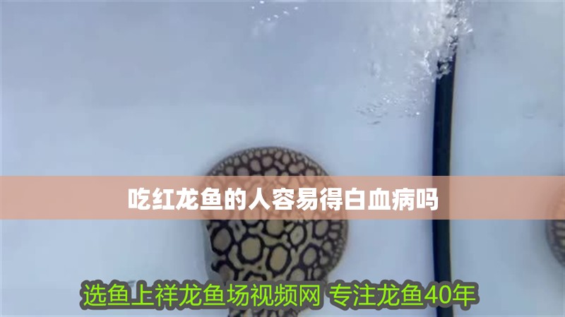 吃紅龍魚(yú)的人容易得白血病嗎