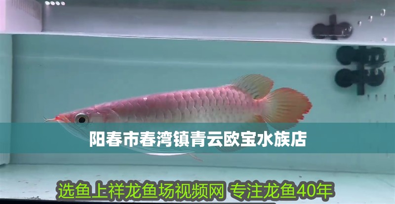 陽春市春灣鎮青云歐寶水族店 陽春市春灣鎮青云歐寶水族店 全國水族館企業名錄