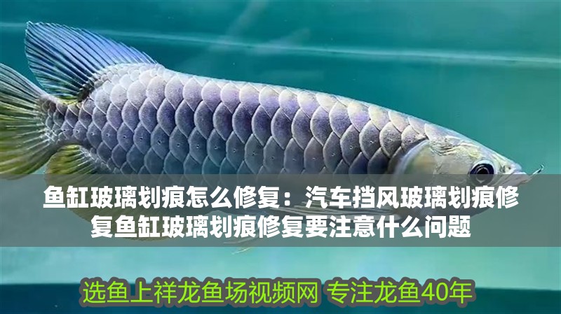 魚(yú)缸玻璃劃痕怎么修復(fù)：汽車擋風(fēng)玻璃劃痕修復(fù)魚(yú)缸玻璃劃痕修復(fù)要注意什么問(wèn)題