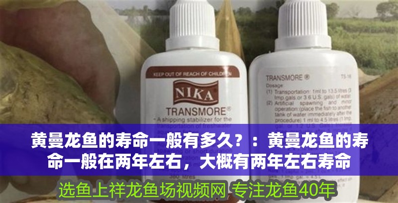 黃曼龍魚的壽命一般有多久？：黃曼龍魚的壽命一般在兩年左右，大概有兩年左右壽命
