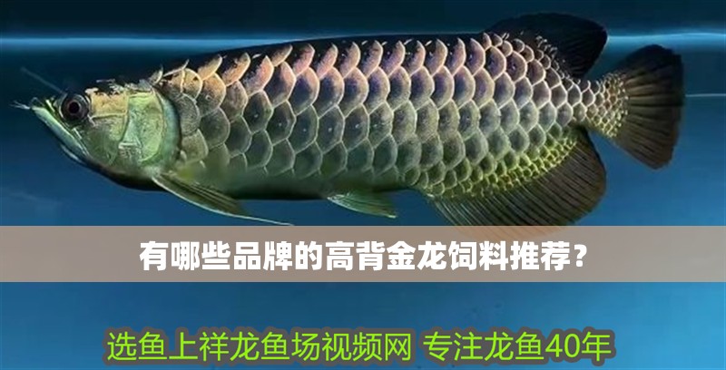 魚缸用增氧泵價格是多少:魚缸增氧機(jī)-xtrac增氧機(jī)-xtrac增氧機(jī) 有哪些品牌的高背金龍飼料推薦? 龍魚論壇 有哪些品牌的高背金龍飼料推薦? 有哪些品牌的高背金龍飼料推薦? 龍魚論壇