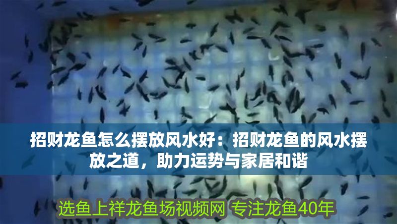 招財龍魚怎么擺放風水好：招財龍魚的風水擺放之道，助力運勢與家居和諧