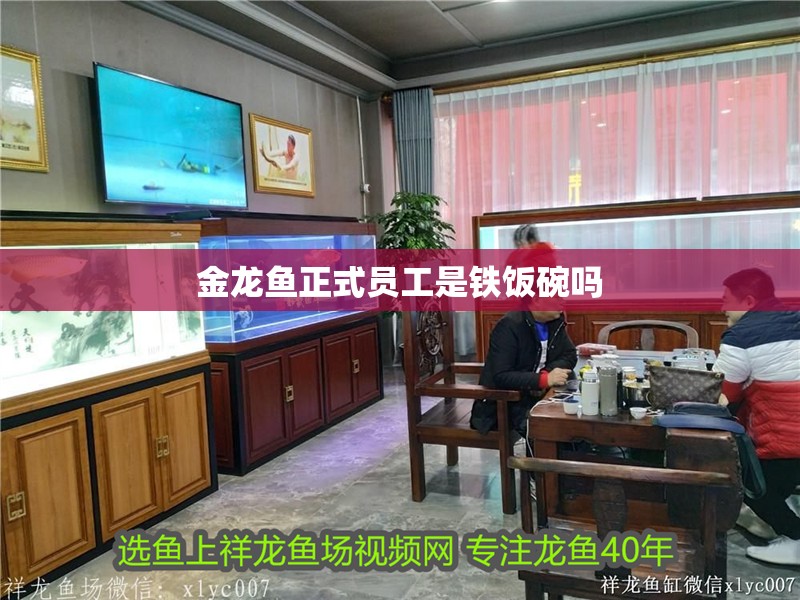 金龍魚正式員工是鐵飯碗嗎