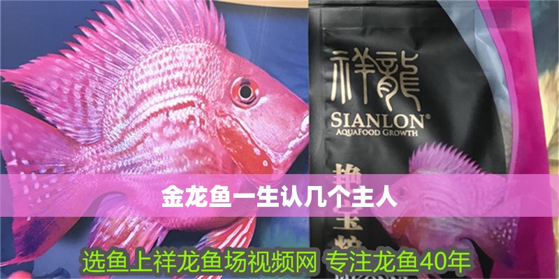 金龍魚一生認(rèn)幾個(gè)主人