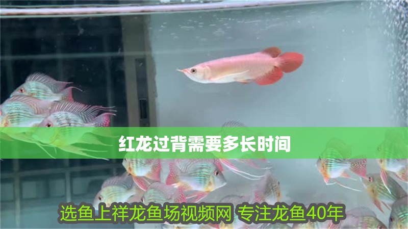 紅龍過背需要多長時間
