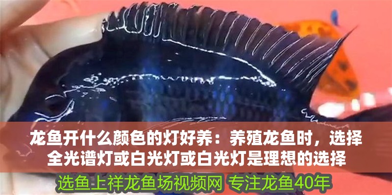 龍魚開什么顏色的燈好養：養殖龍魚時，選擇全光譜燈或白光燈或白光燈是理想的選擇