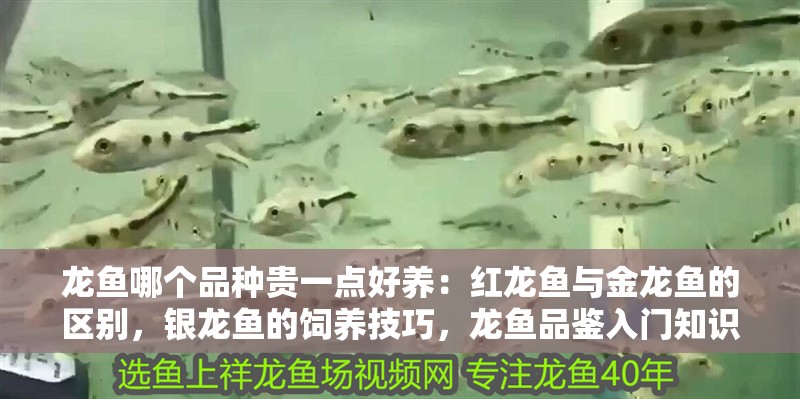 龍魚哪個品種貴一點好養：紅龍魚與金龍魚的區別，銀龍魚的飼養技巧，龍魚品鑒入門知識