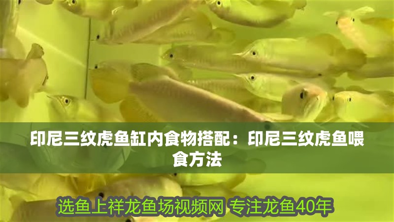 印尼三紋虎魚缸內食物搭配：印尼三紋虎魚喂食方法