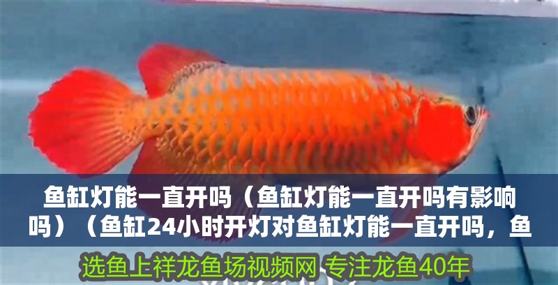魚缸燈能一直開嗎（魚缸燈能一直開嗎有影響嗎）（魚缸24小時開燈對魚缸燈能一直開嗎，魚缸燈能一直開嗎）