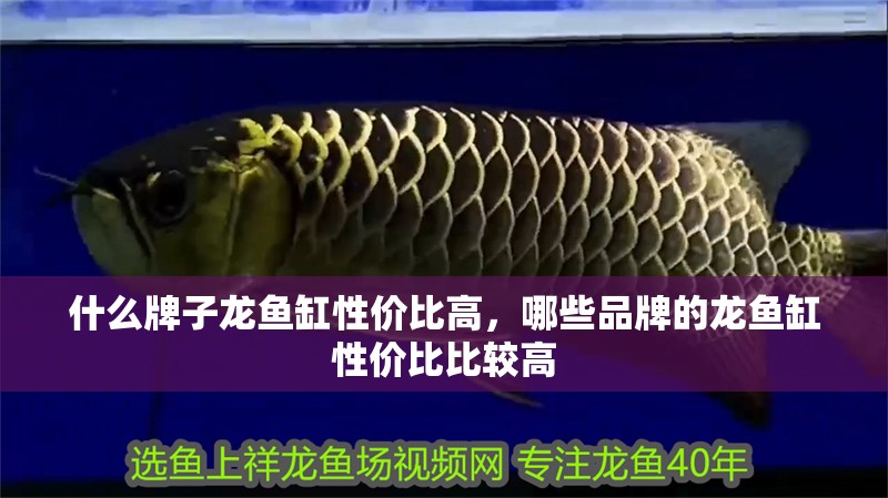 什么牌子龍魚缸性價比高，哪些品牌的龍魚缸性價比比較高