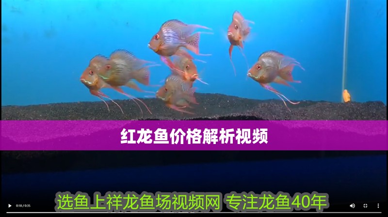 紅龍魚價格解析視頻 紅龍魚價格解析視頻 龍魚百科
