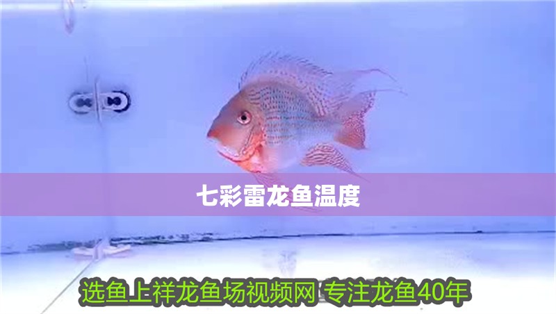 七彩雷龍魚(yú)溫度
